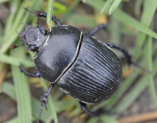 Réf. 186 762 : Geotrupes spiniger